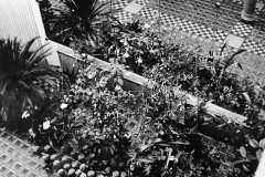 1959-MENV-zahradnicka-vystava